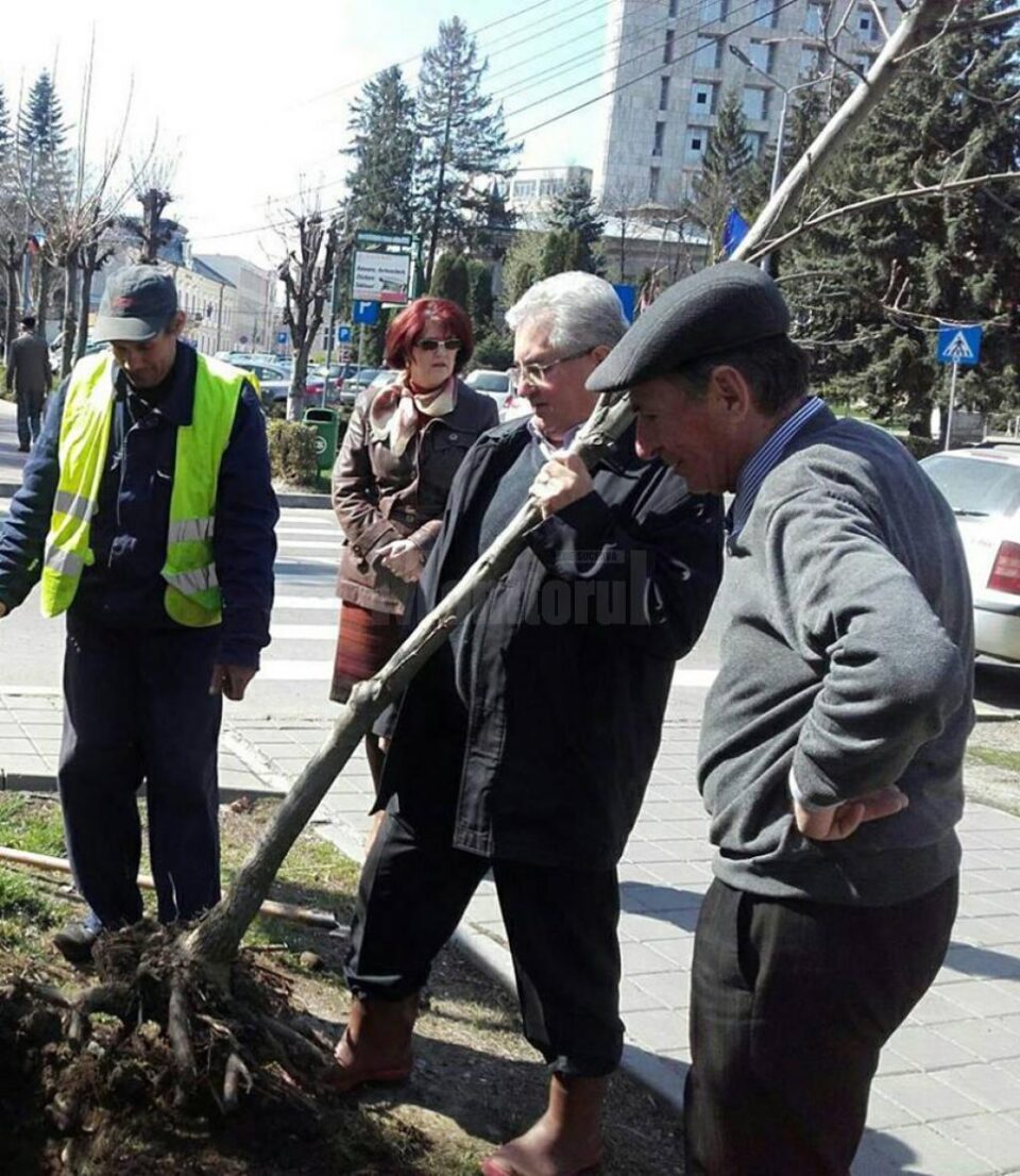 Plantarea celor 500 de arbori a început din Parcul Central al Sucevei