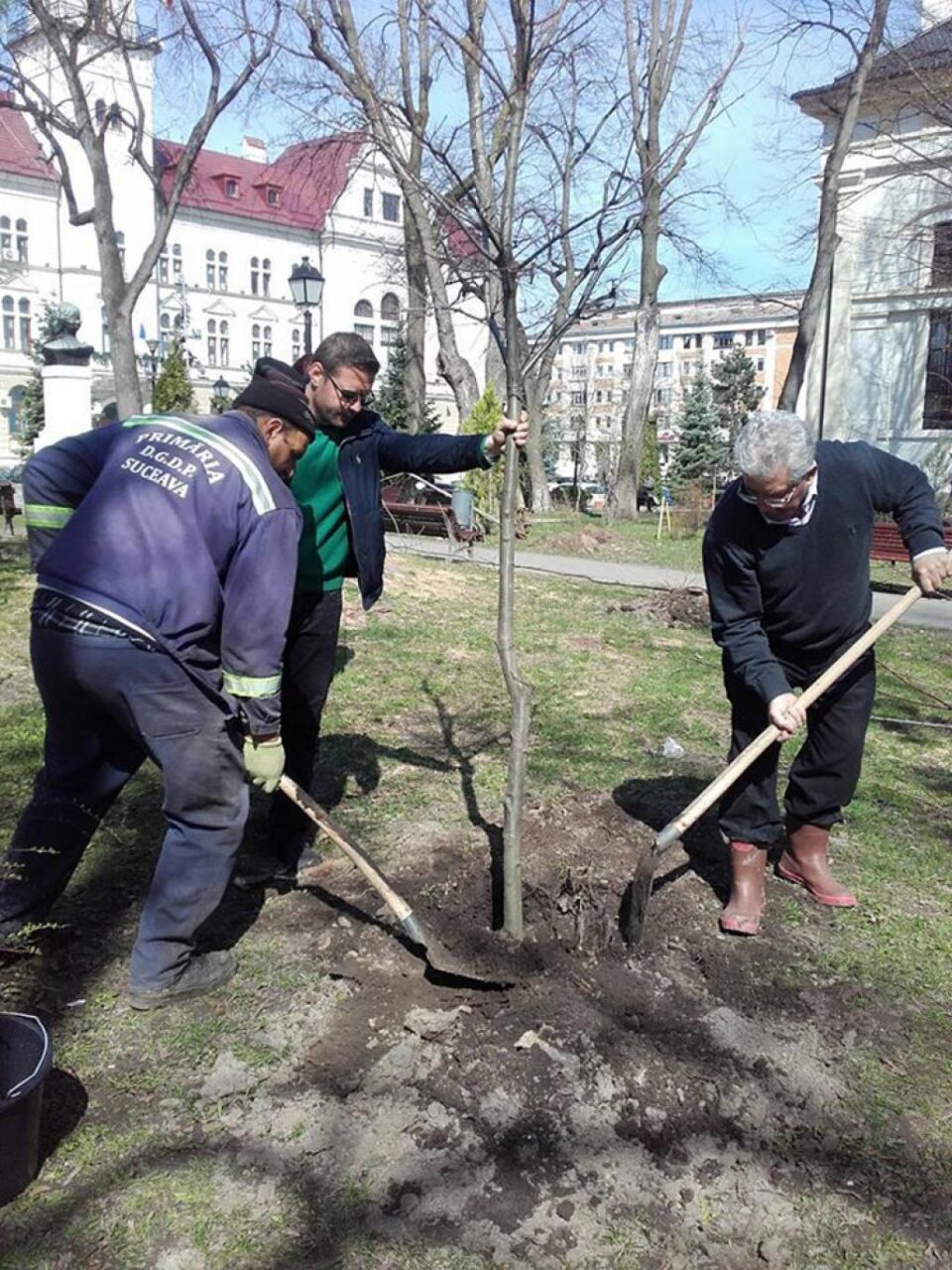 Plantarea celor 500 de arbori a început din Parcul Central al Sucevei