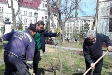 Plantarea celor 500 de arbori a început din Parcul Central al Sucevei