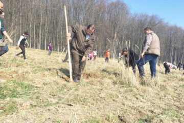 Flutur și primarul din Dolhasca au plantat 560 de stejari lângă Mănăstirea Probota