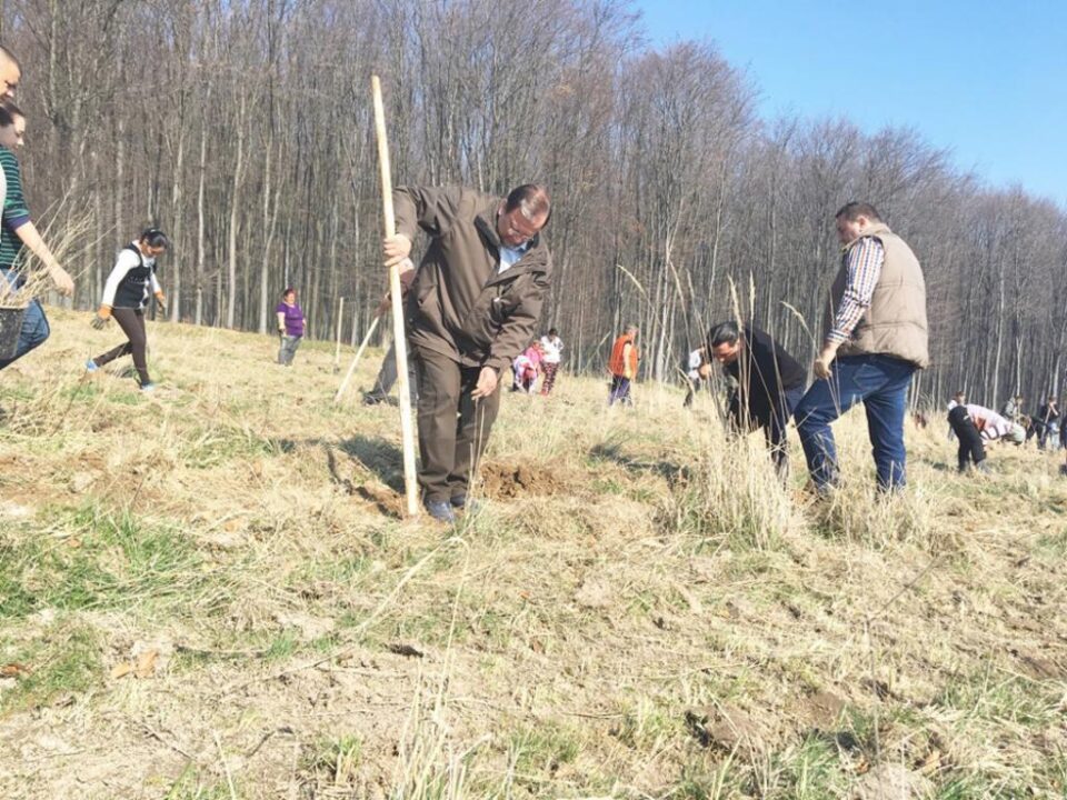 Flutur și primarul din Dolhasca au plantat 560 de stejari lângă Mănăstirea Probota