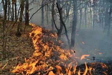 Incendiu de vegetație uscată