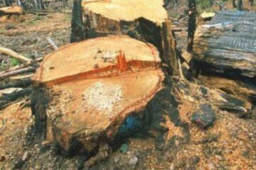 Furtul de masă lemnoasă, în valoare de peste 110.000 de lei, a fost comis în pădurea Obștii Gemenea