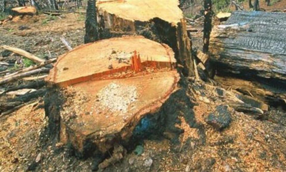 Furtul de masă lemnoasă, în valoare de peste 110.000 de lei, a fost comis în pădurea Obștii Gemenea