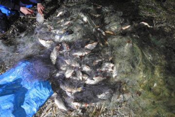 Jandarmii au descoperit o cantitate mare de pește prinsă în plasele monofilament