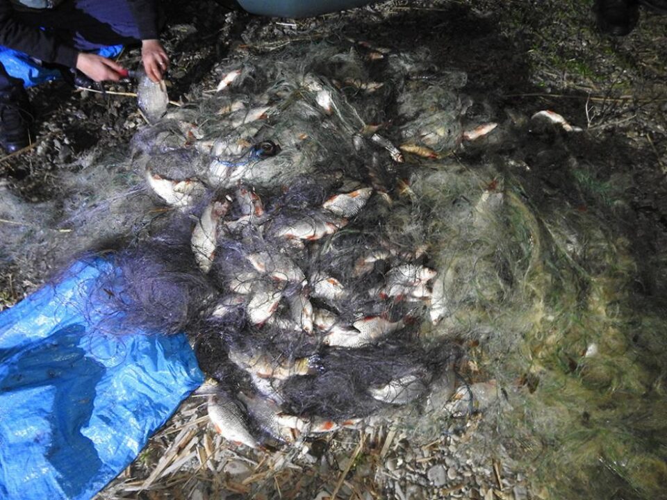 Jandarmii au descoperit o cantitate mare de pește prinsă în plasele monofilament