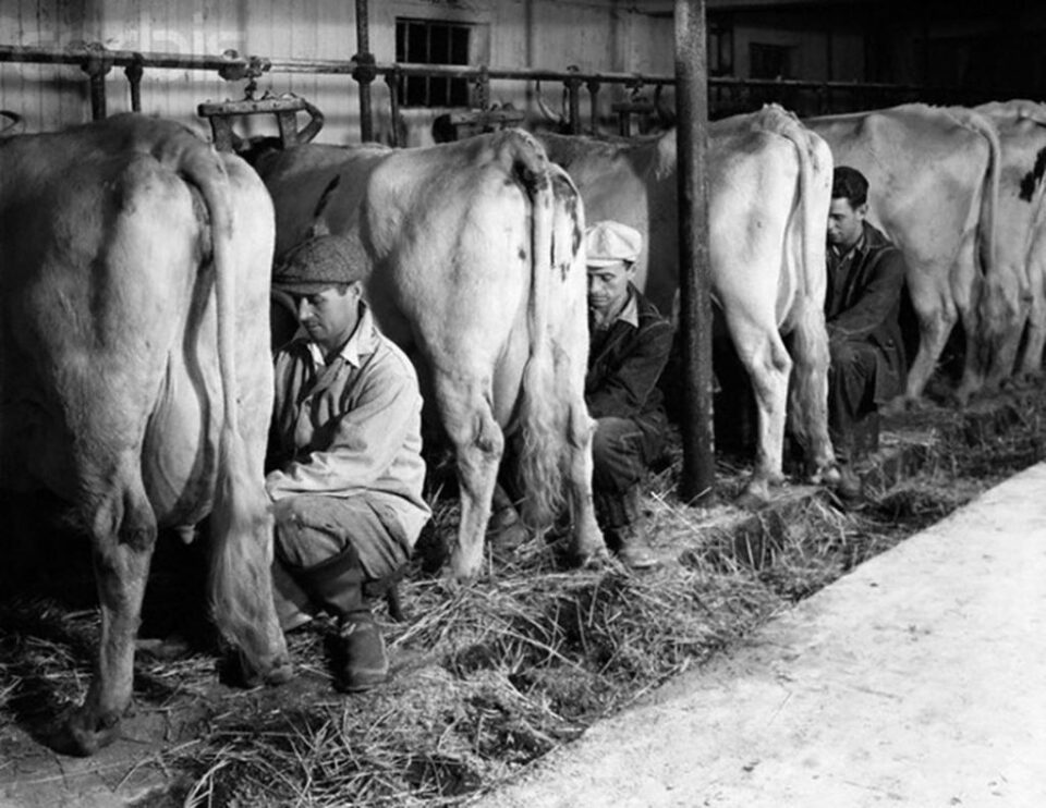 „Colectiviștii din Bucecea” „Colectiviștii din Bucecea”
