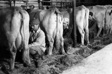 „Colectiviștii din Bucecea”
