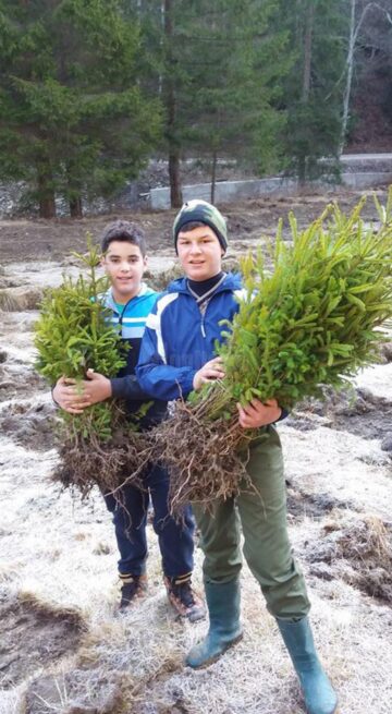 20.000 de brazi și molizi, plantați împreună cu voluntari, la Ocolul Silvic Vama