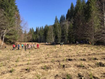 20.000 de brazi și molizi, plantați împreună cu voluntari, la Ocolul Silvic Vama