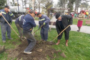 Plantare de arbori în parcul de la Universitate