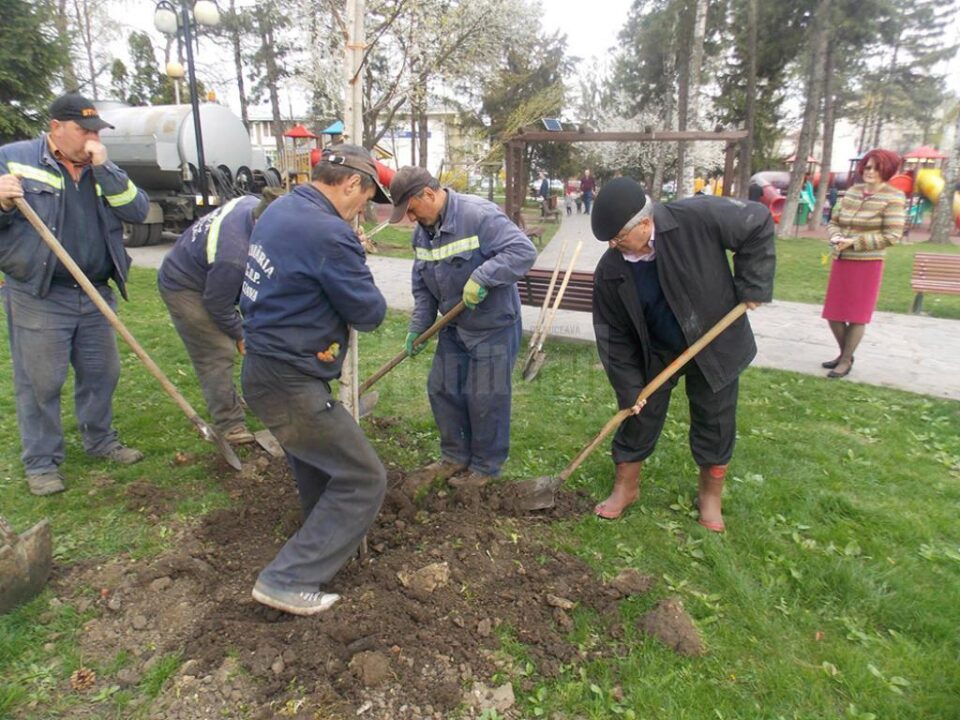 Plantare de mesteceni în parcul de la Universitate