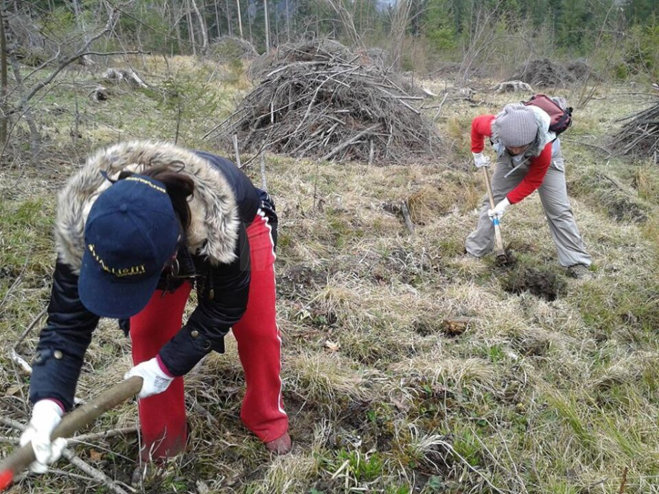 6.000 de puieți de brad și molid, plantați de voluntari în campania „Hai la înverzit!”