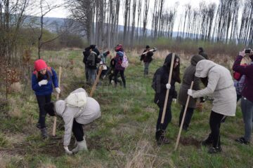 Mai mulți elevi de la Colegiul „Petru Rareș” au plantat puieți de fag, la Pătrăuți
