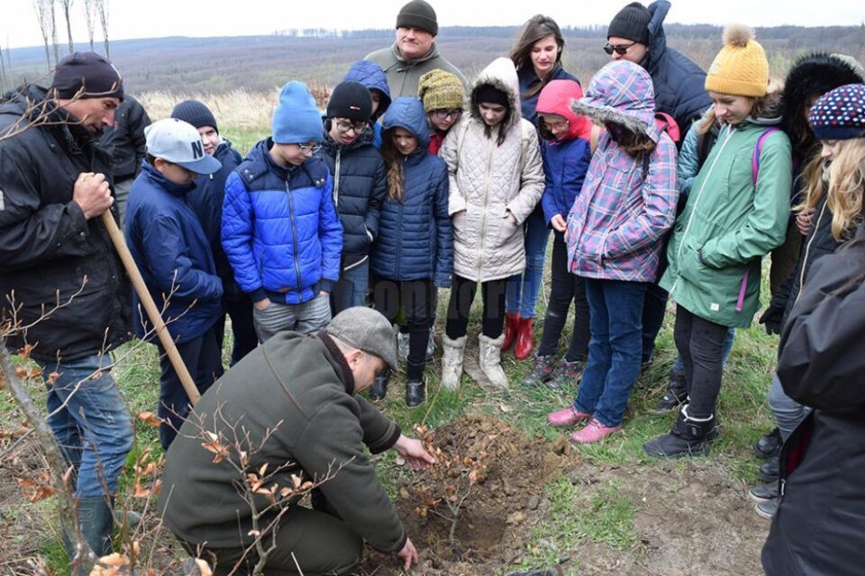 Mai mulți elevi de la Colegiul „Petru Rareș” au plantat puieți de fag, la Pătrăuți