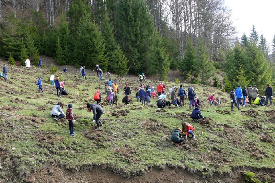 Voluntarii Holzindustrie Schweighofer, implicați în acțiuni de împădurire