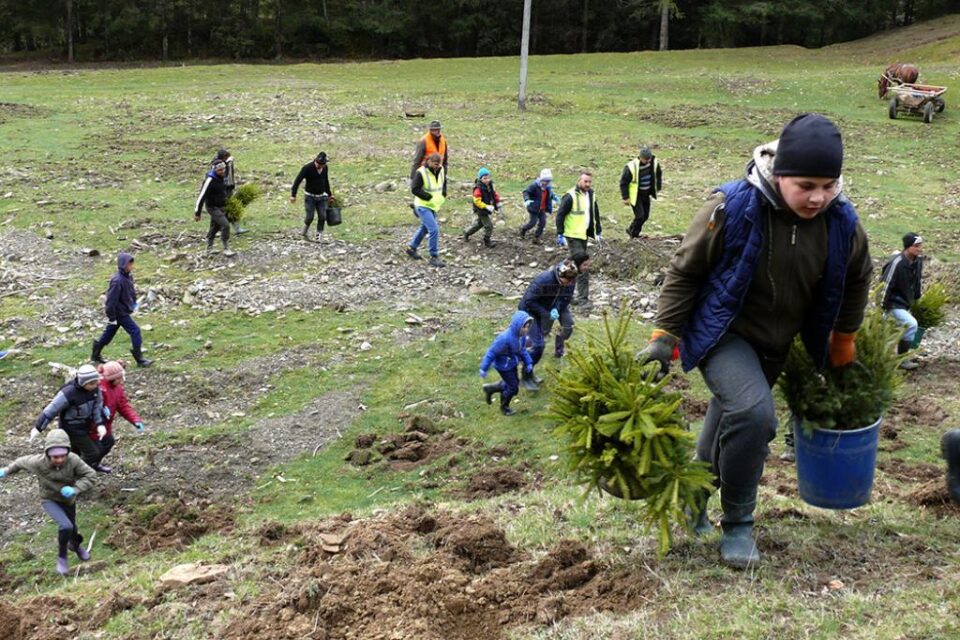 Voluntarii Holzindustrie Schweighofer, implicați în acțiuni de împădurire