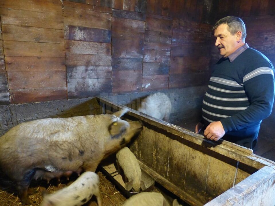 Porci de Mangalița din crescătoria lui Ioan Buzduga