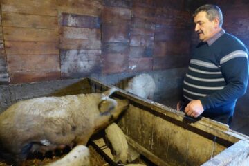 Porci de Mangalița din crescătoria lui Ioan Buzduga