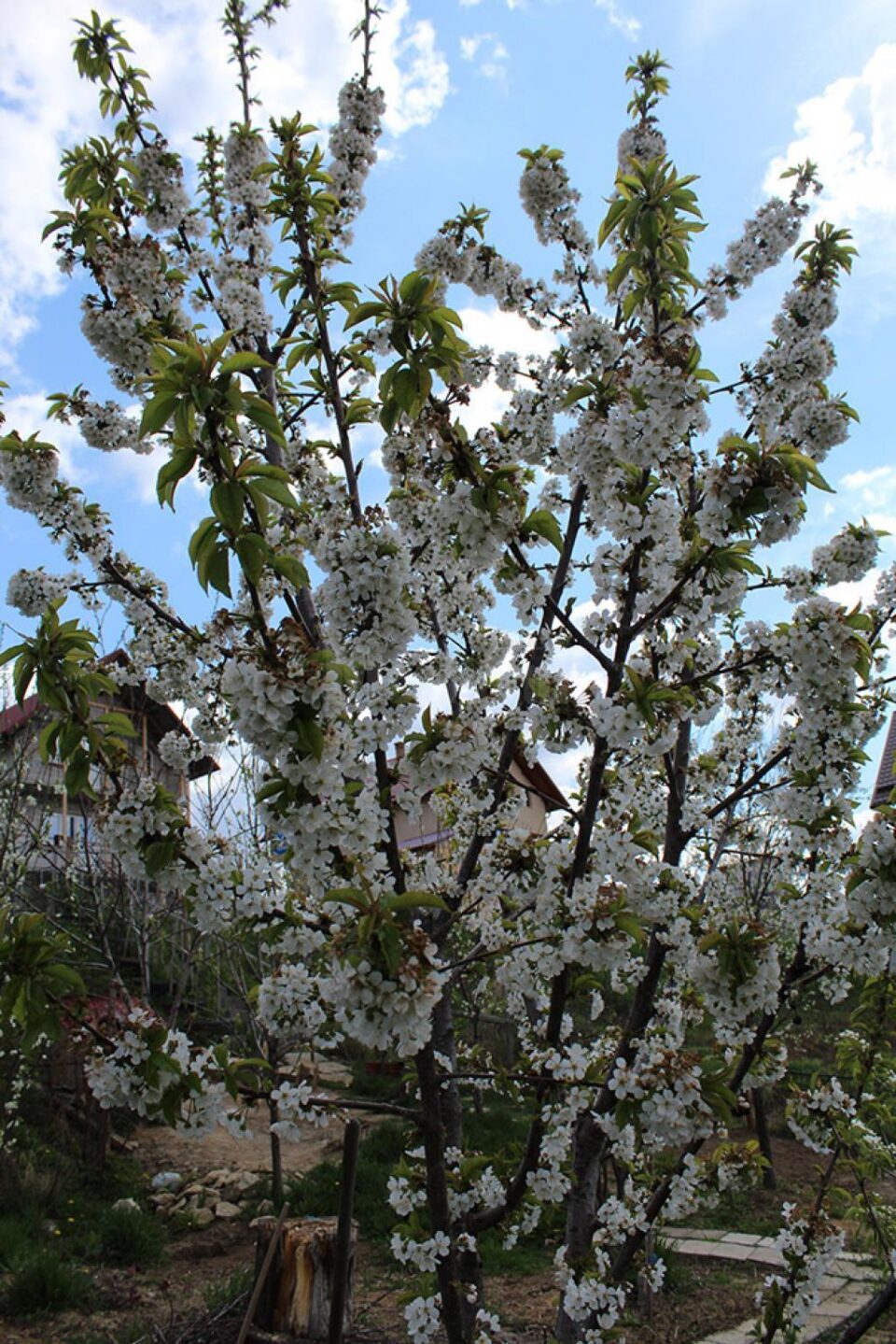 Copaci înfloriți