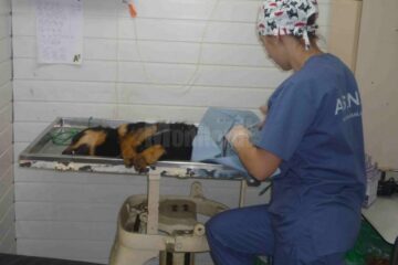 Campanie de sterilizare gratuită pentru câinii cu și fără stăpân, la Fălticeni