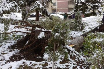 arbori cazuti de la greutatea zapezii