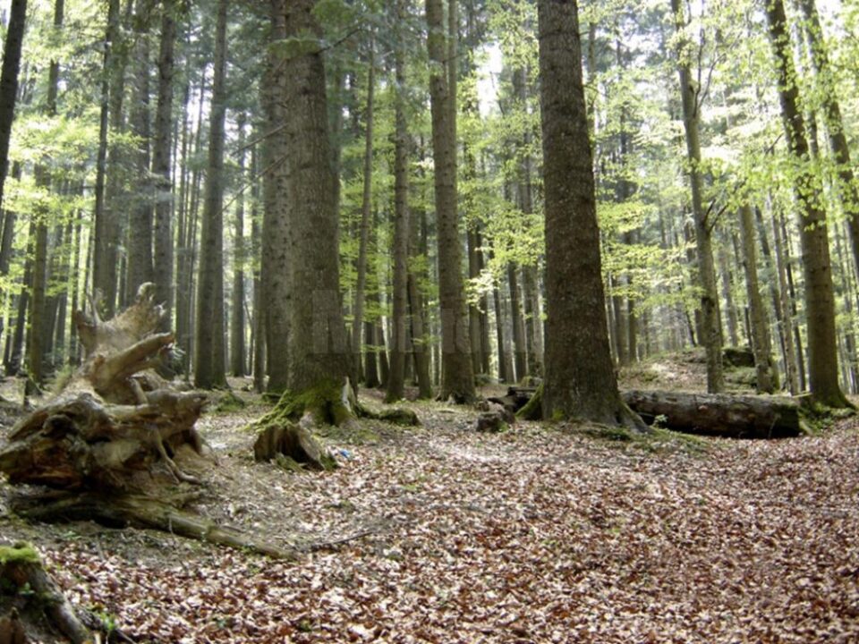 Asociația din Gălănești are în administrare 66 de hectare de pădure