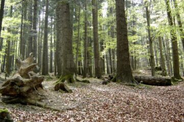 Asociația din Gălănești are în administrare 66 de hectare de pădure