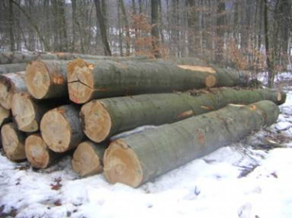 „Exploatarea fagului”