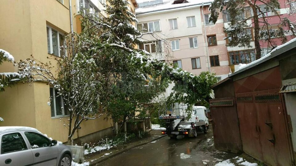 Arbori căzuți de la greutatea zăpezii, în municipiul Suceava