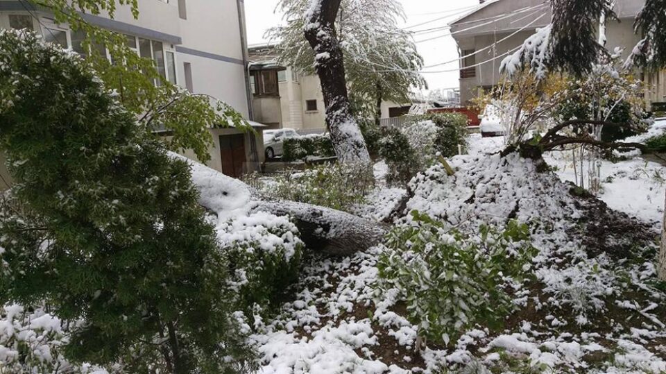Arbori căzuți de la zăpadă, pe străzile din Suceava