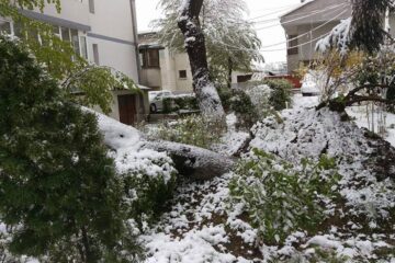 Arbori căzuți de la zăpadă, pe străzile din Suceava