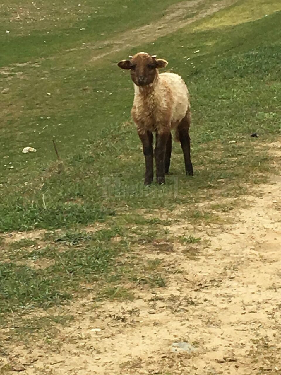 Miel blocat între pietre, salvat de șase copii