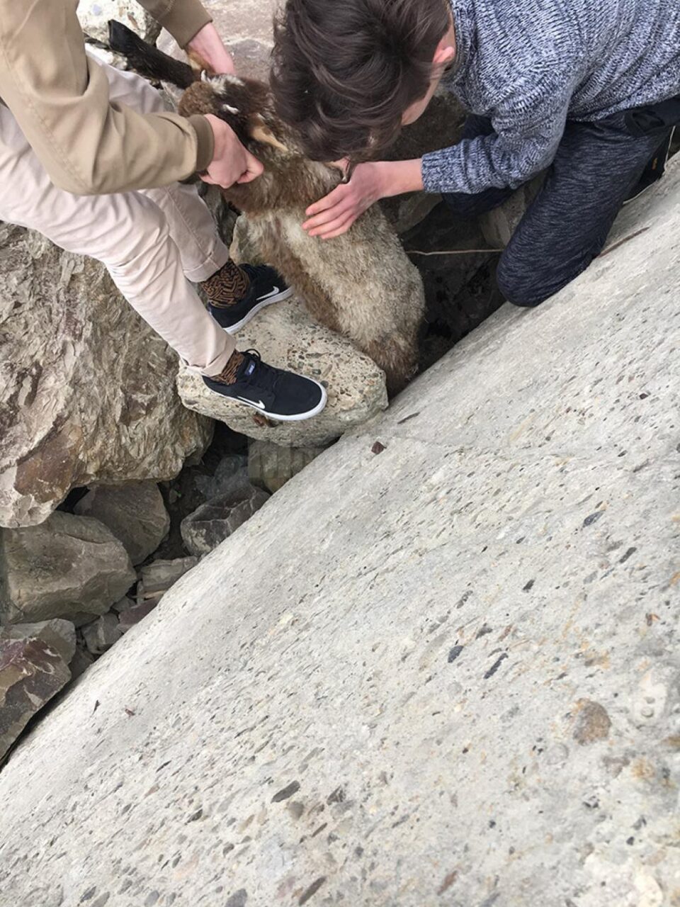 Mielul a fost salvat de copii