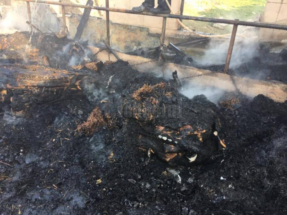 Incendiu puternic, în care a fost distrusă o gospodărie și au pierit 23 de bovine