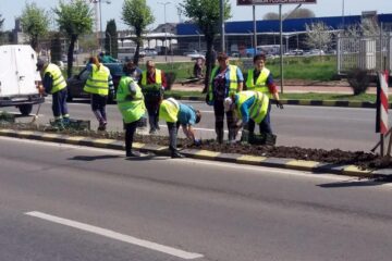 Producția florilor, dar și plantarea se fac cu oamenii Direcției Domeniului Public, economiile obținute fiind semnificative