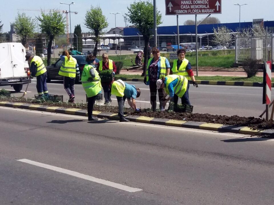 Producția florilor, dar și plantarea se fac cu oamenii Direcției Domeniului Public, economiile obținute fiind semnificative Producția florilor, dar și plantarea se fac cu oamenii Direcției Domeniului Public, economiile obținute fiind semnificative