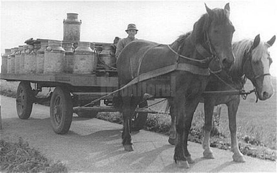 „Cooperativă pentru valorificarea laptelui ”