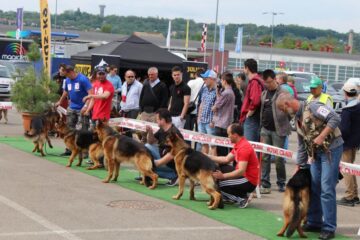 Bucovina Dog Show la Shopping City Suceava