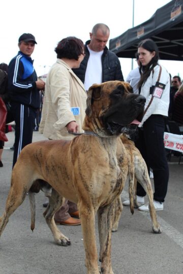 Două zile de Bucovina Dog Show la Shopping City Suceava