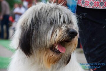 Două zile de Bucovina Dog Show la Shopping City Suceava