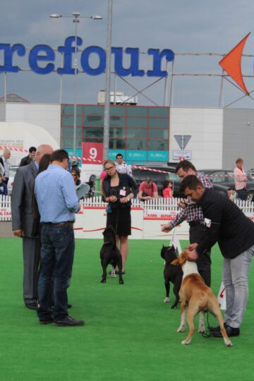 Două zile de Bucovina Dog Show la Shopping City Suceava