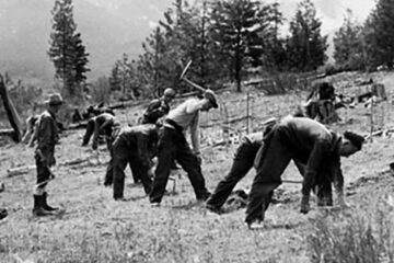 „Lucrări de împădurire”