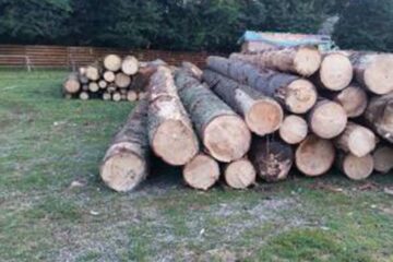 Întreaga cantitate de lemn a fost confiscată
