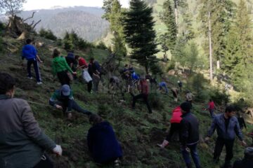 Elevii școlii din Stulpicani au plantat puieți în pădurea Slătioara