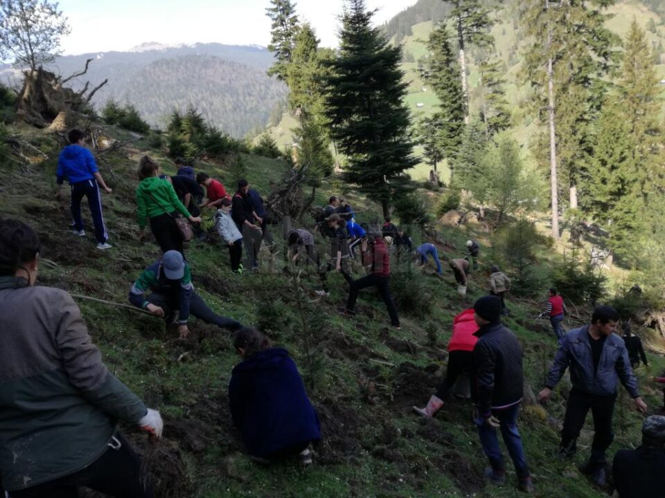 Elevii școlii din Stulpicani au plantat puieți în pădurea Slătioara