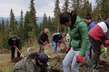 Acțiune de împădurire la Dorna