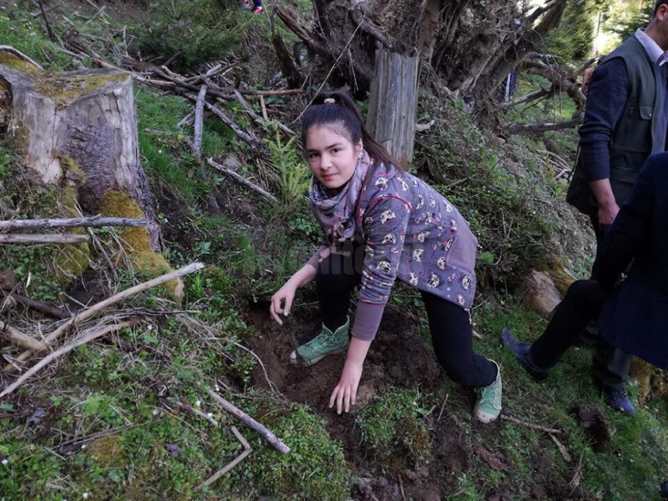 Elevii școlii din Stulpicani au plantat puieți în pădurea Slătioara
