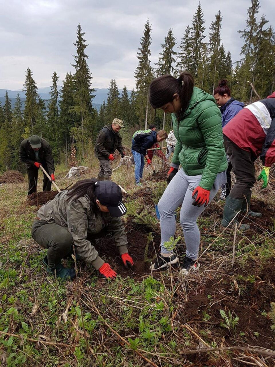 Acțiune de împădurire la Dorna, cu elevii de la Poiana Stampei și Dorna Candrenilor