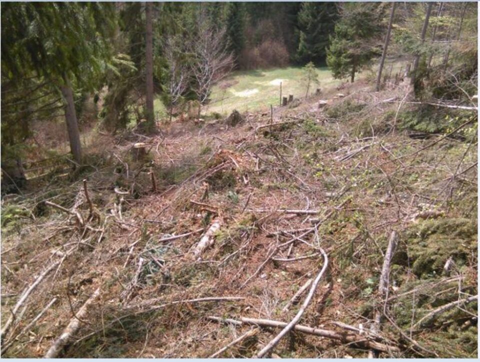 Taiere ilegală de arbori în zona Vatra Dornei